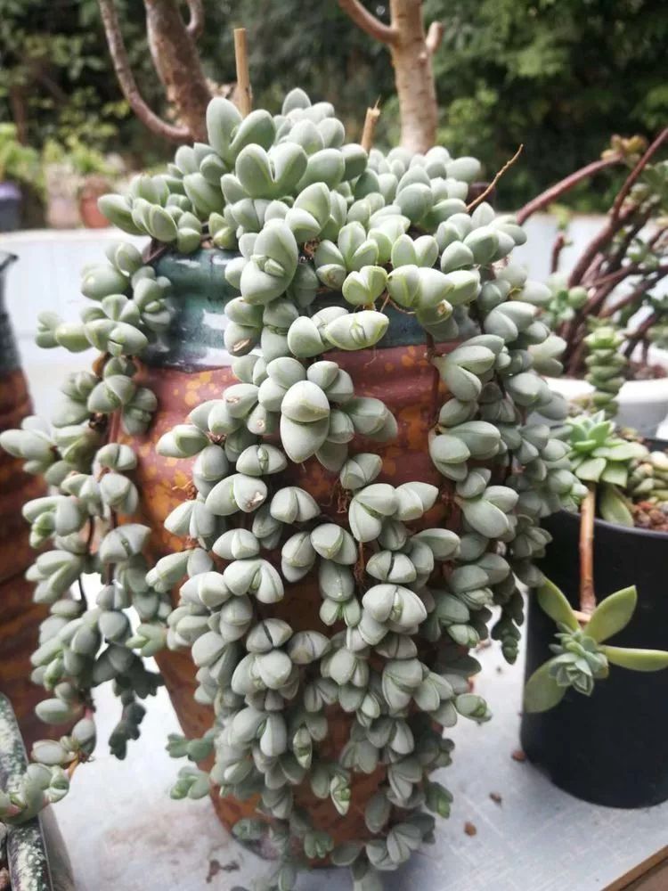 一杯清茶一道暖阳,一杯清茶温暖的时光