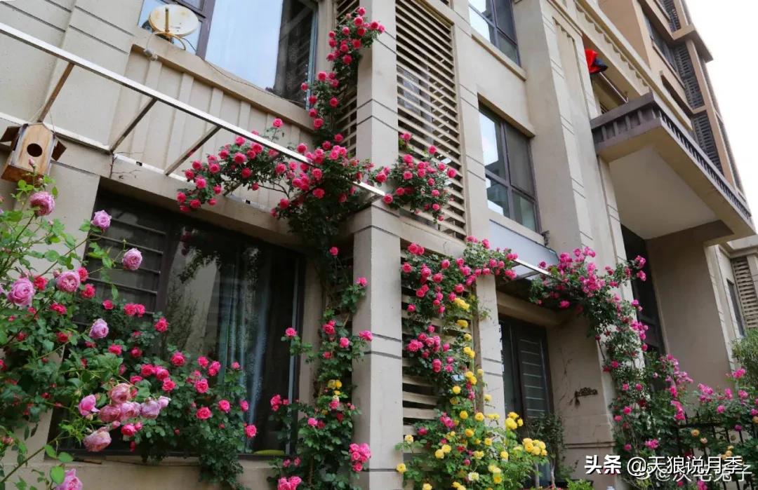 圆滚滚的绣球，瀑布般的花墙，这届花友也太会种花了吧