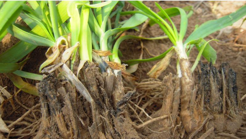 迟眼蕈蚊如何消灭,迟眼蕈蚊的发生与防治