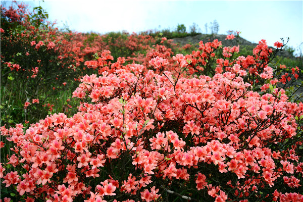 广东杜鹃花风景区最佳观赏期,清远金子山杜鹃几月份开