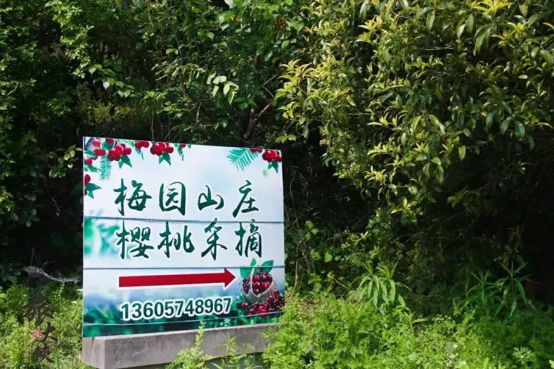 宁波横溪樱桃采摘,宁波周边樱桃采摘