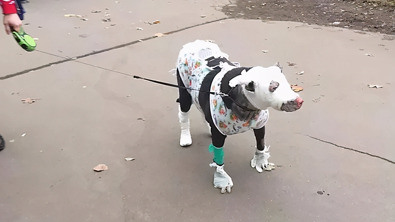 消防员火中救狗狗,消防员在火场救小狗全过程