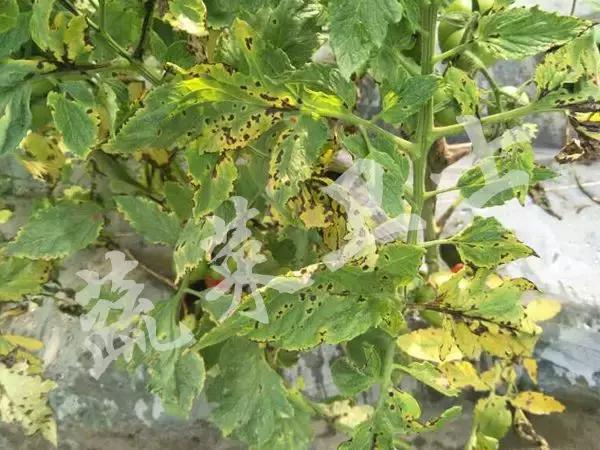 番茄专治机油病,番茄苗期得机油病