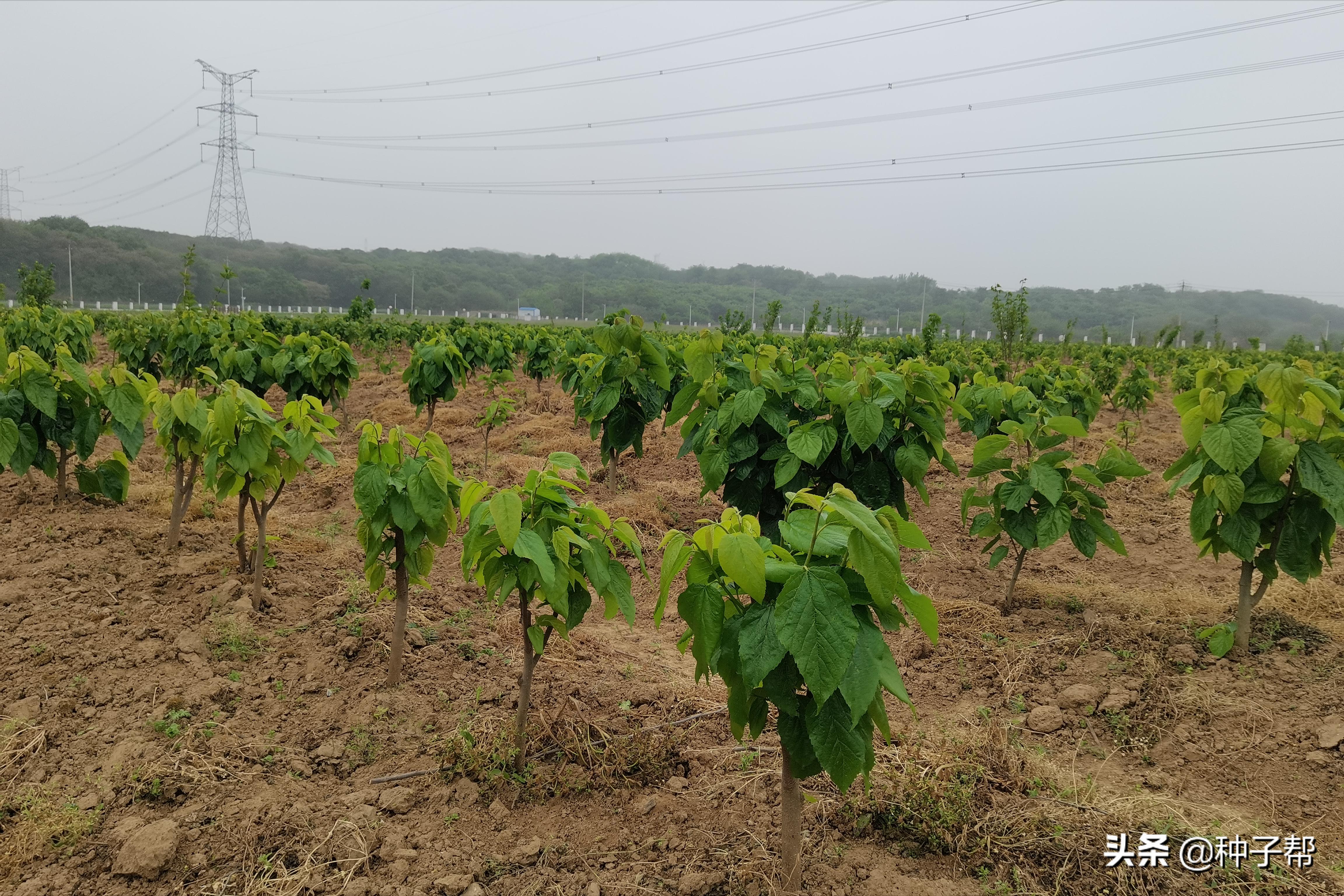 蛋白桑栽培一亩多少棵,蛋白桑骗局