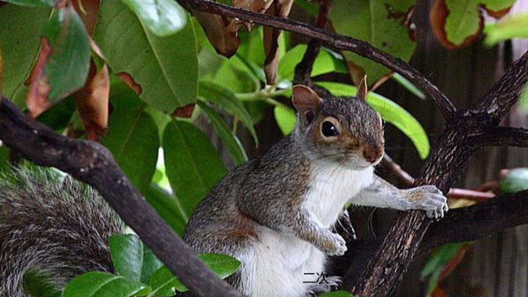 五年级语文第17课松鼠讲解,五年级上册第17课松鼠教材详解