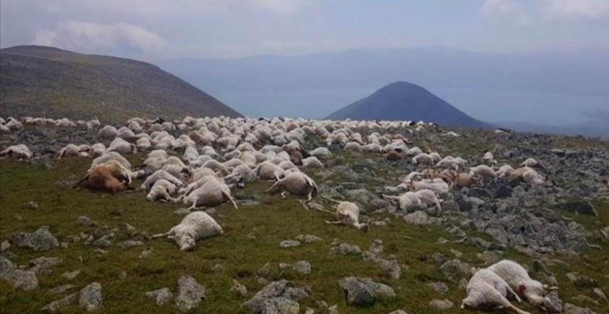 550只羊被雷劈死后续,550只羊被雷劈死原因