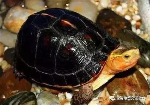 黄缘龟怎么养,黄缘龟吃什么