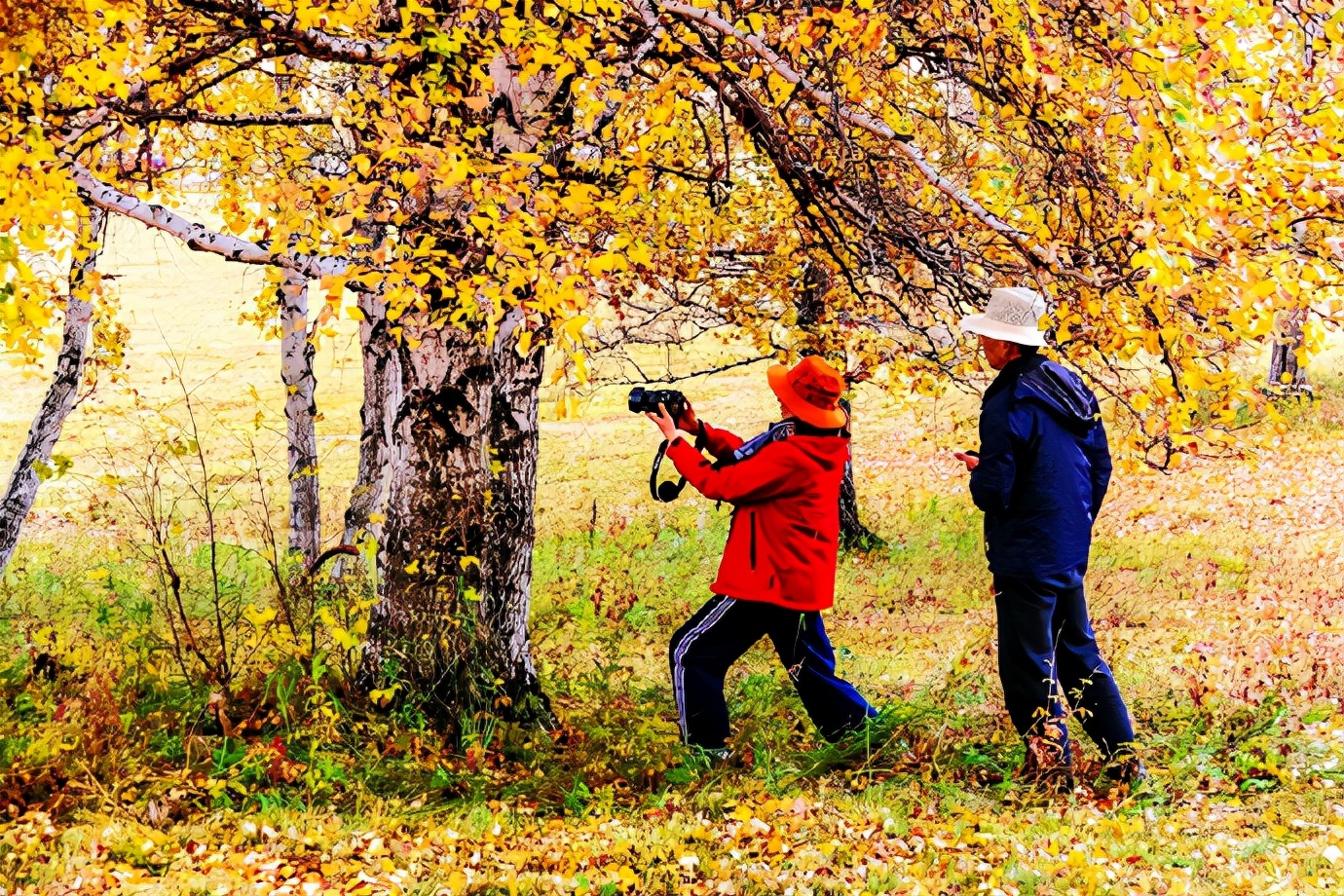 秋季最美的白桦林风景,坝上草原白桦林秋色图片