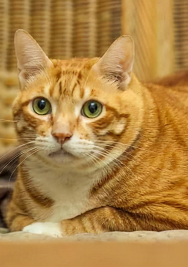 橘猫正确喂养方法,橘猫喂养技巧