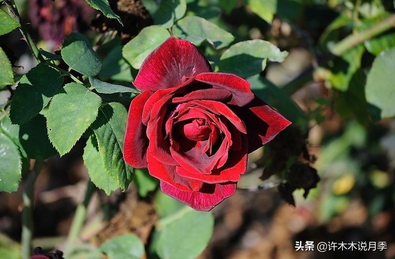 世上有黑色的花吗,世上有黑玫瑰吗