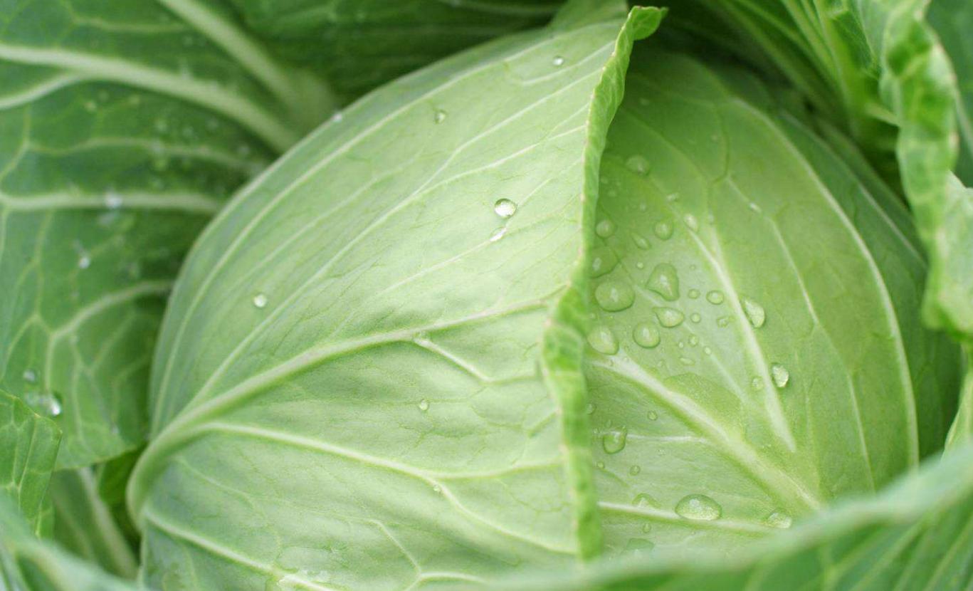 包菜最好吃的做法,包菜粉条炒肉的家常做法简单