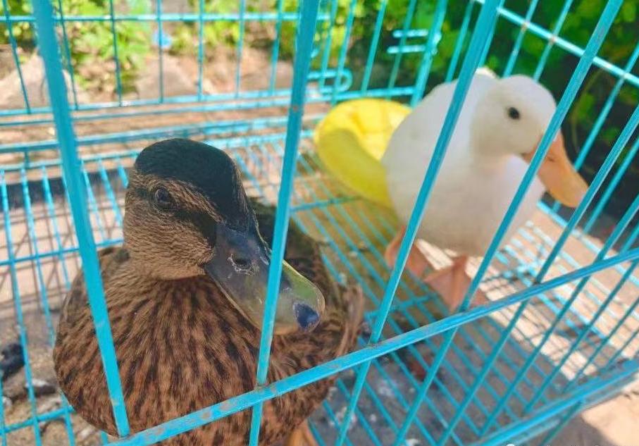 秦皇岛这只网红猫日常“巡逻”你见过吗?岛上还有这些撸猫好去处~