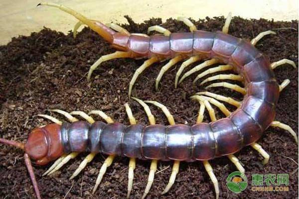 养殖致富项目都有哪些,农村特种养殖什么最赚钱