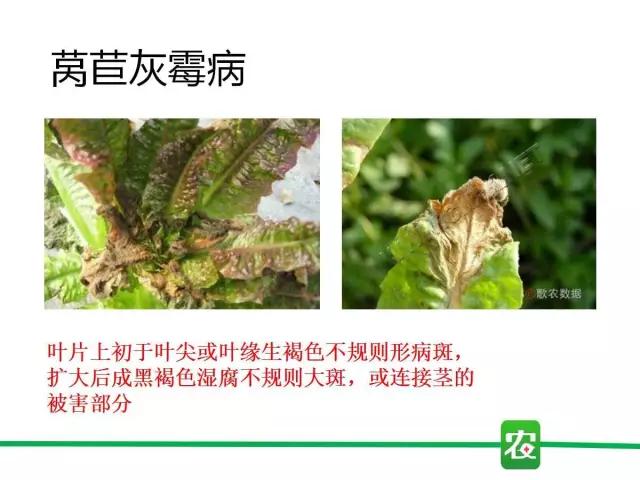 灰霉病视频图片,葡萄灰霉病和草莓灰霉病