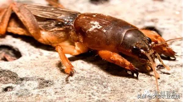 西瓜病虫害防治方法,盆栽西瓜怎么预防虫害