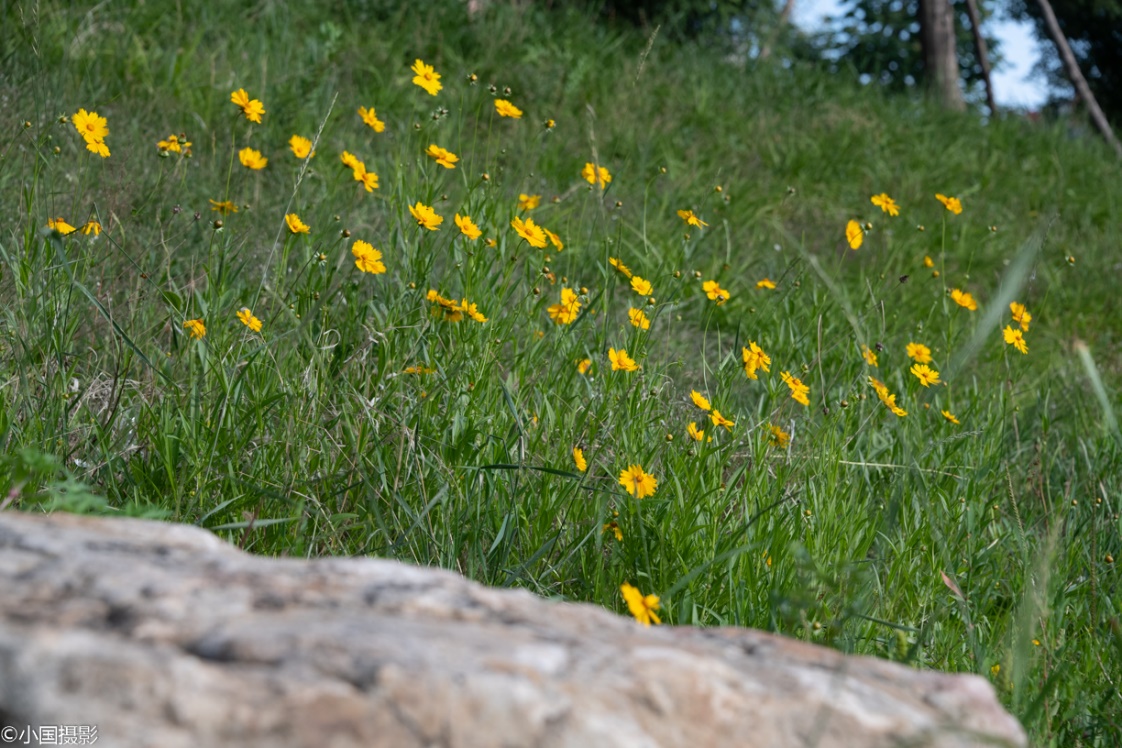 剑叶金鸡菊盆栽,重瓣剑叶金鸡菊图片
