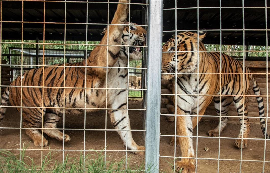 动物园人挑衅狮子,动物园游客挑衅猴子猴子拿石头