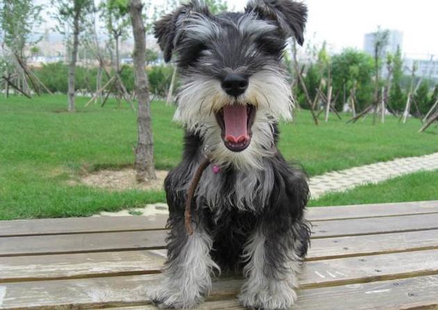 雪纳瑞的优缺点适合什么人群饲养,比熊泰迪雪纳瑞哪个优点多