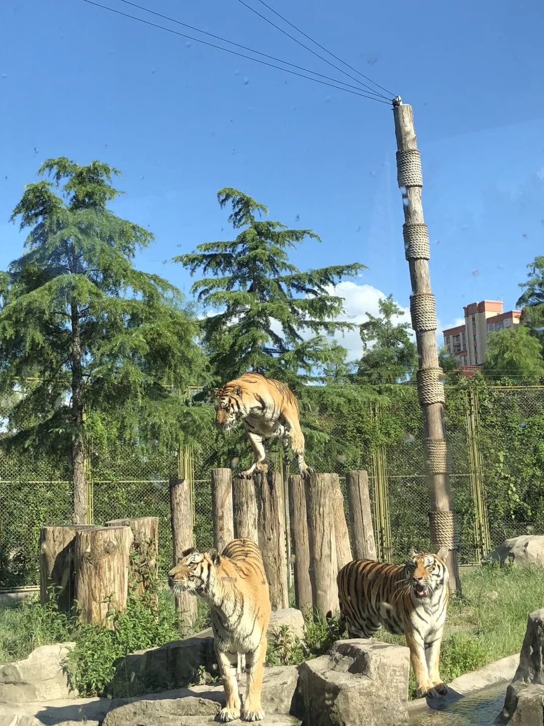 上海动物园打卡攻略,上海野生动物园的旅游路线示意图