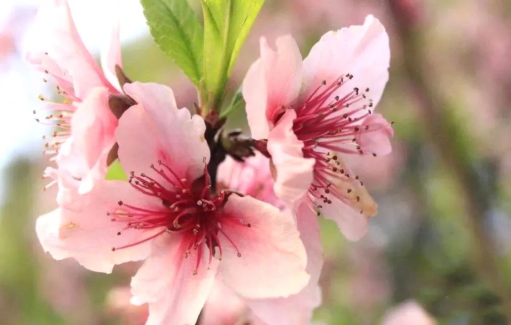 桃花树盆栽养护,桃花盆栽小技巧