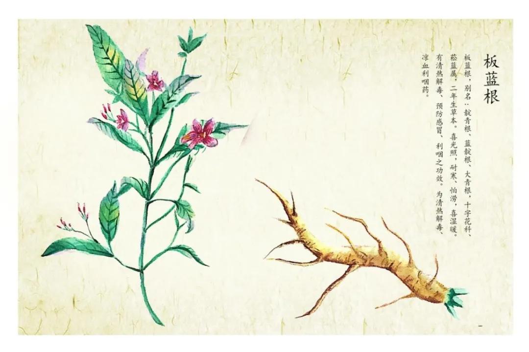 复方板蓝根真的对新冠病毒有效吗,谣言板蓝根能预防新冠病毒