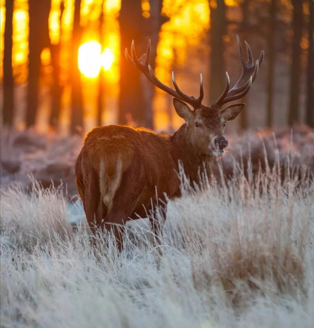 瑞雪古诗100首,瑞雪相关诗