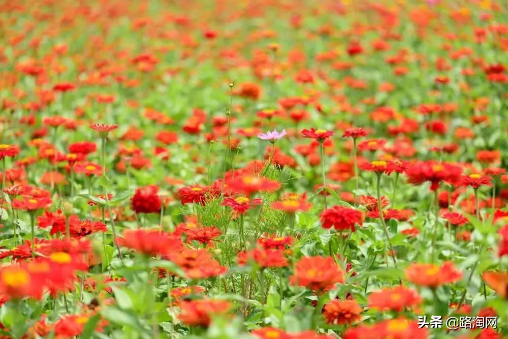 五一小长假结束再看一波各地美景,五一小长假去哪登山踏青看花好
