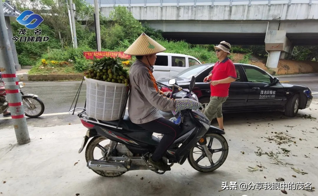 茂名荔枝大会,茂名市520荔枝产业大会