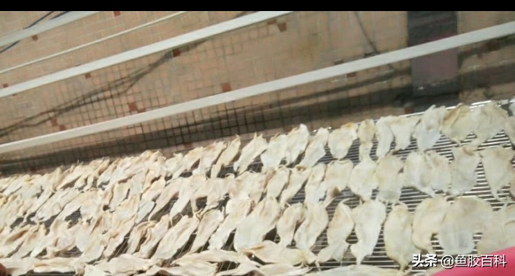 花胶如何晒制,鱼胶花胶怎么样才算好