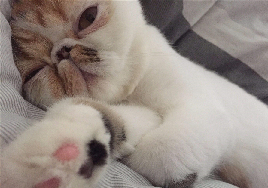 猫咪双眼皮手术真的有用吗,猫咪眼睑内翻的症状与治疗方法图