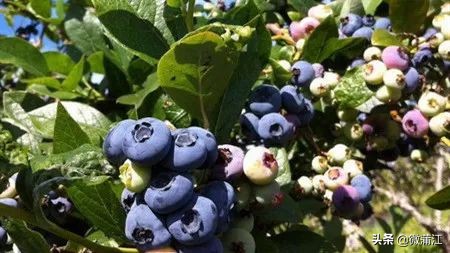 我在朝阳湖等你，带你看一路绿水青山