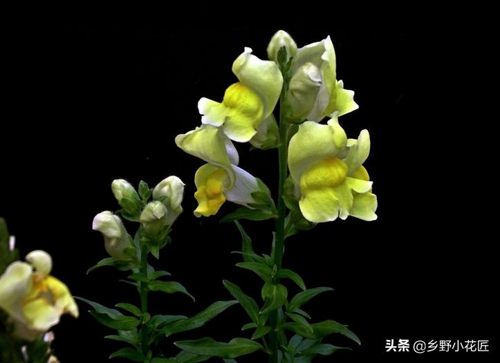 金鱼草的养殖方法和注意事项图片,怎样养金鱼草才会活得更长