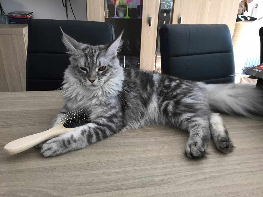 猫咪眼睛结膜炎的症状及治疗方法,猫咪结膜炎和horner综合征