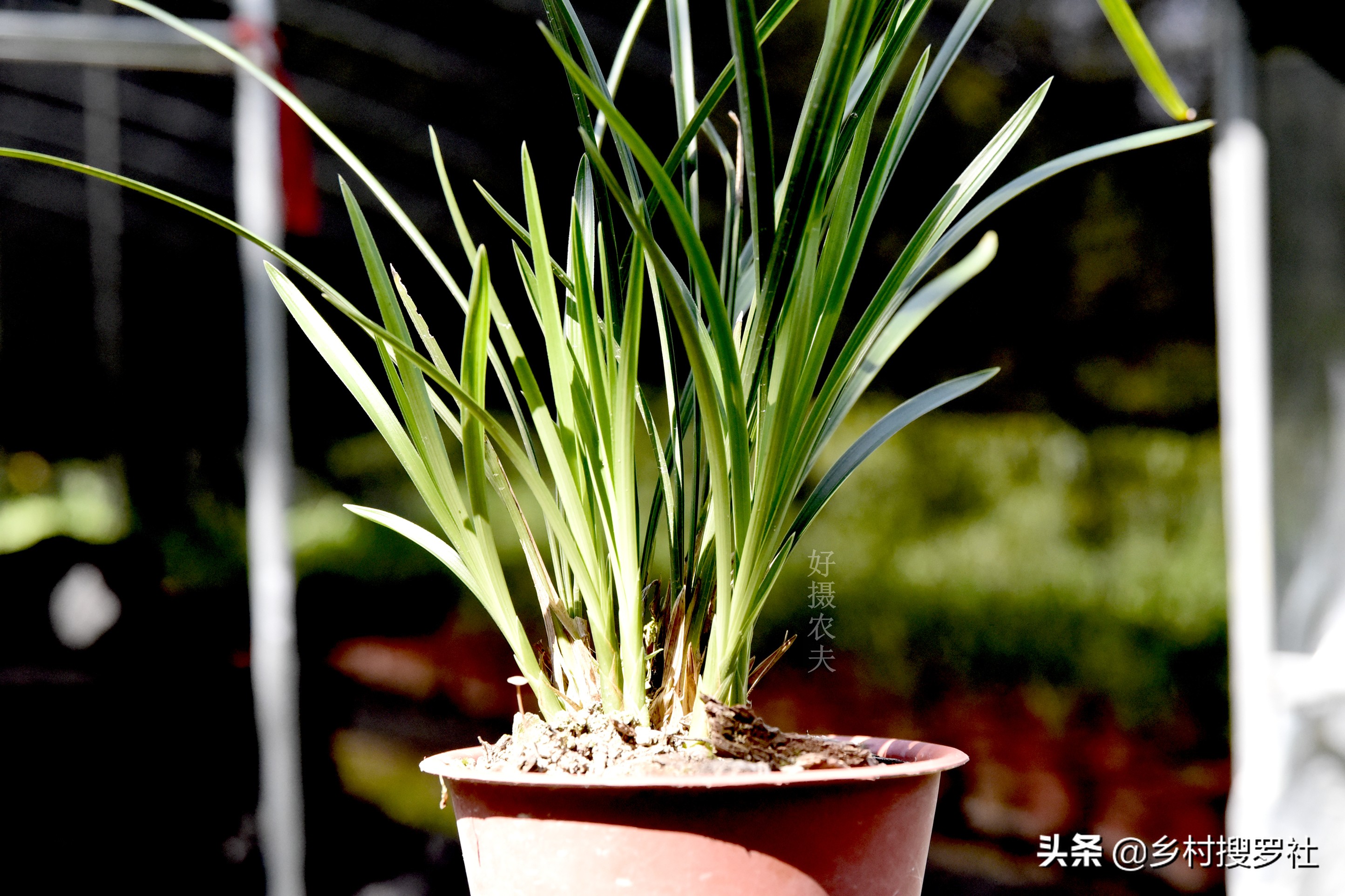 兰花得了炭疽病怎么治,兰花得了炭疽病怎么办