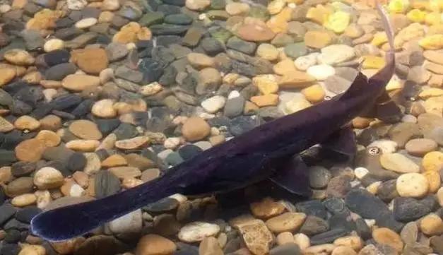 长江白鲟世界最大淡水鱼,中华鲟娃娃鱼