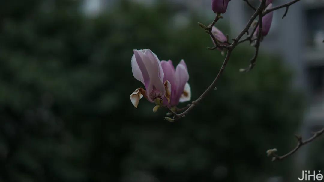 眺云海秘境、西子春晓，每一家都是旅行艺术，带你躺入春天~