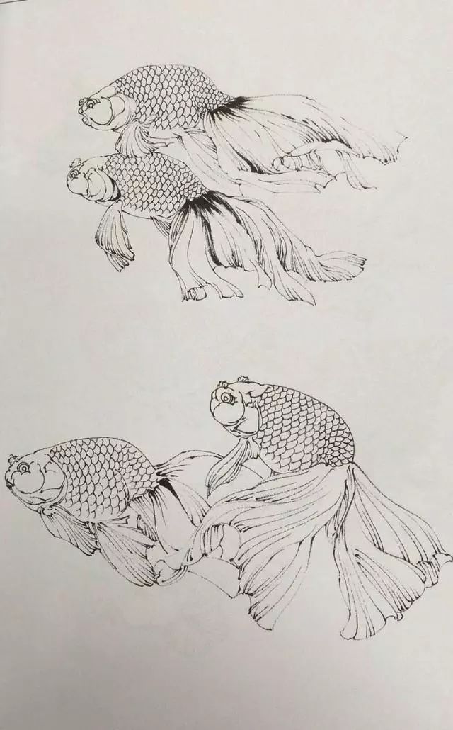 丹凤金鱼工笔白描图片,余穉工笔荷花金鱼白描