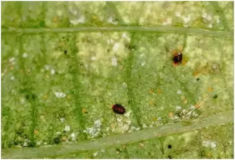 8月份不套袋的秋桃管理,秋季病虫害管理技术