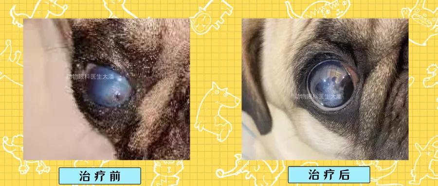 狗狗眼睛毛红肿溃烂怎么回事,狗狗眼睛红肿有水泡是什么情况