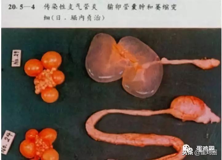 蛋壳是如何形成的？破蛋、软蛋多是咋回事？