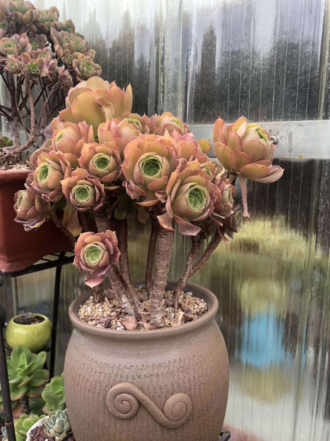 多肉法师夏季不用浇水吗,多肉法师要不要施肥