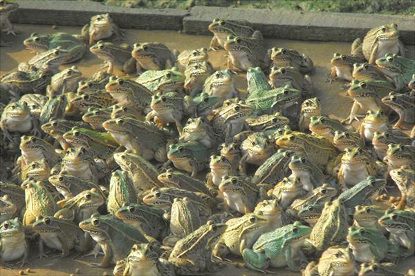 黑斑蛙养殖:养一亩青蛙能赚多少钱?养青蛙的成本和利润?