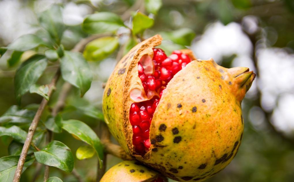 石榴裂果防治措施,石榴上色裂果什么原因怎么防治