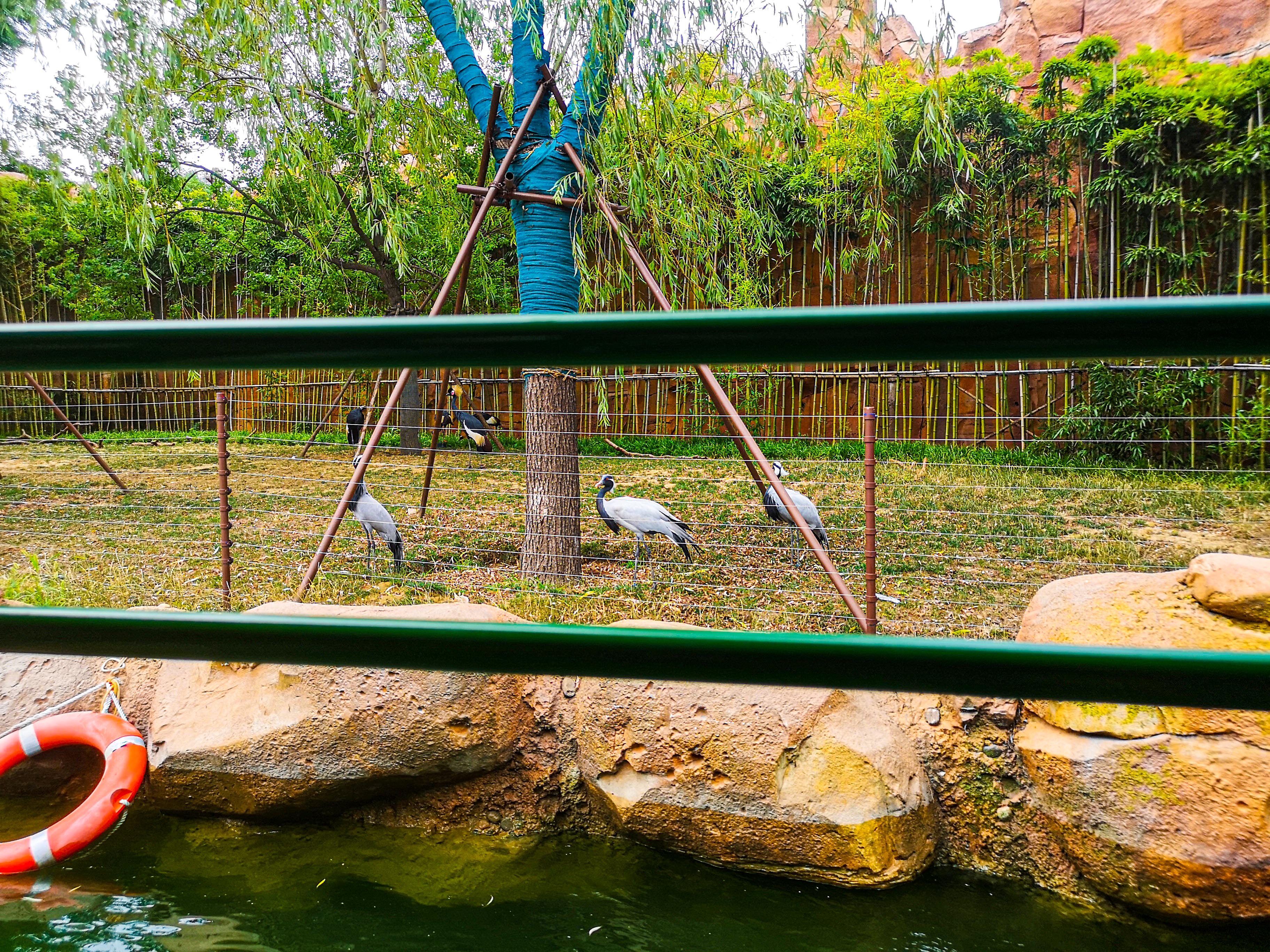 暑期郑州银基动物王国旅游,郑州市区怎么去银基动物王国