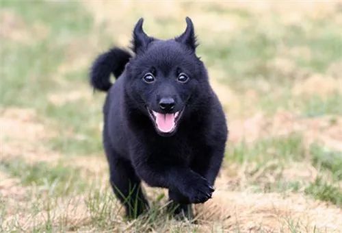 每日一犬爱尔兰猎狼犬,西帕基犬优缺点及性格特征介绍