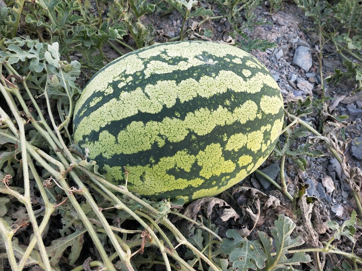 买西瓜老是买到坏的,怎么挑选西瓜又熟又甜的品种