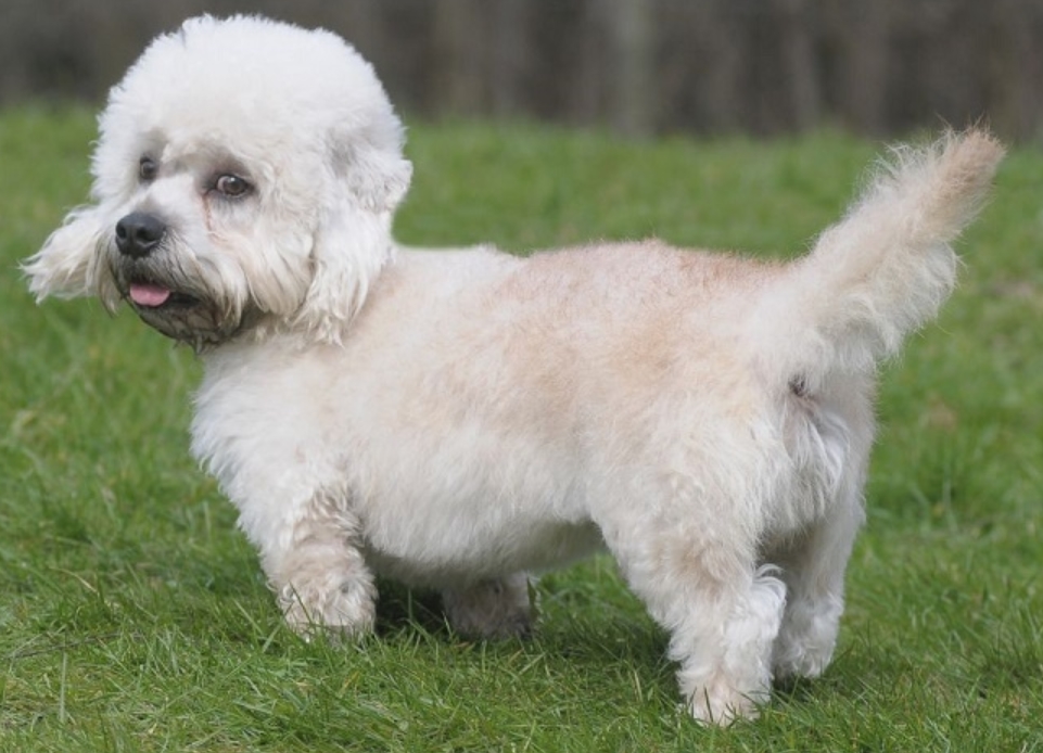 适合老年人养的狗排行榜,适合老人养的狗好养活的品种