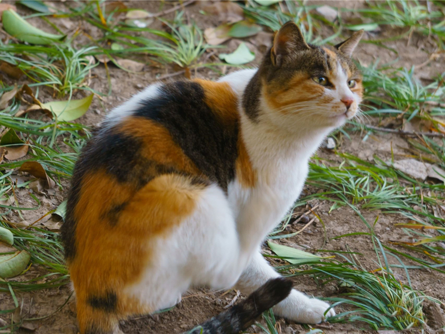 猫咪一个人在家会孤独吗,猫咪单独待在家会抑郁吗