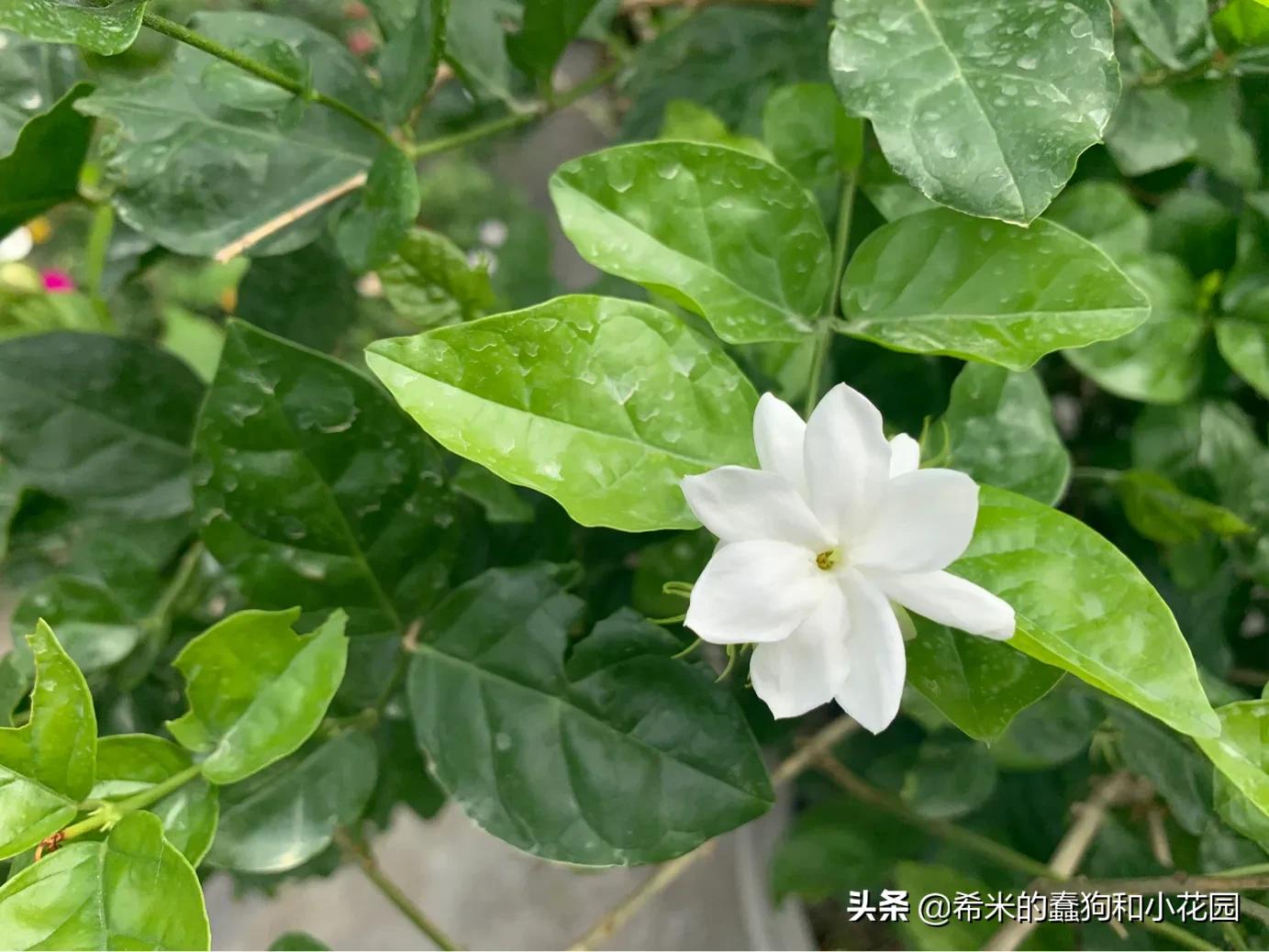 这几种花不仅美艳，还可以食用！学习李子柒把鲜花做成精美菜肴