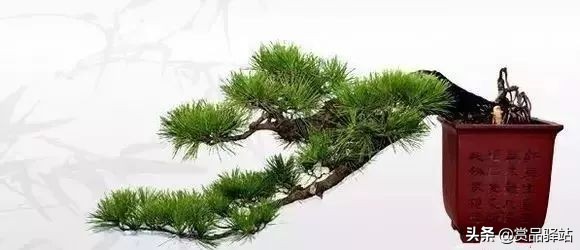 黑松盆景寓意 (黑松盆景风水)